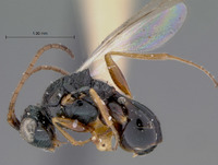 Aegilips rugata image