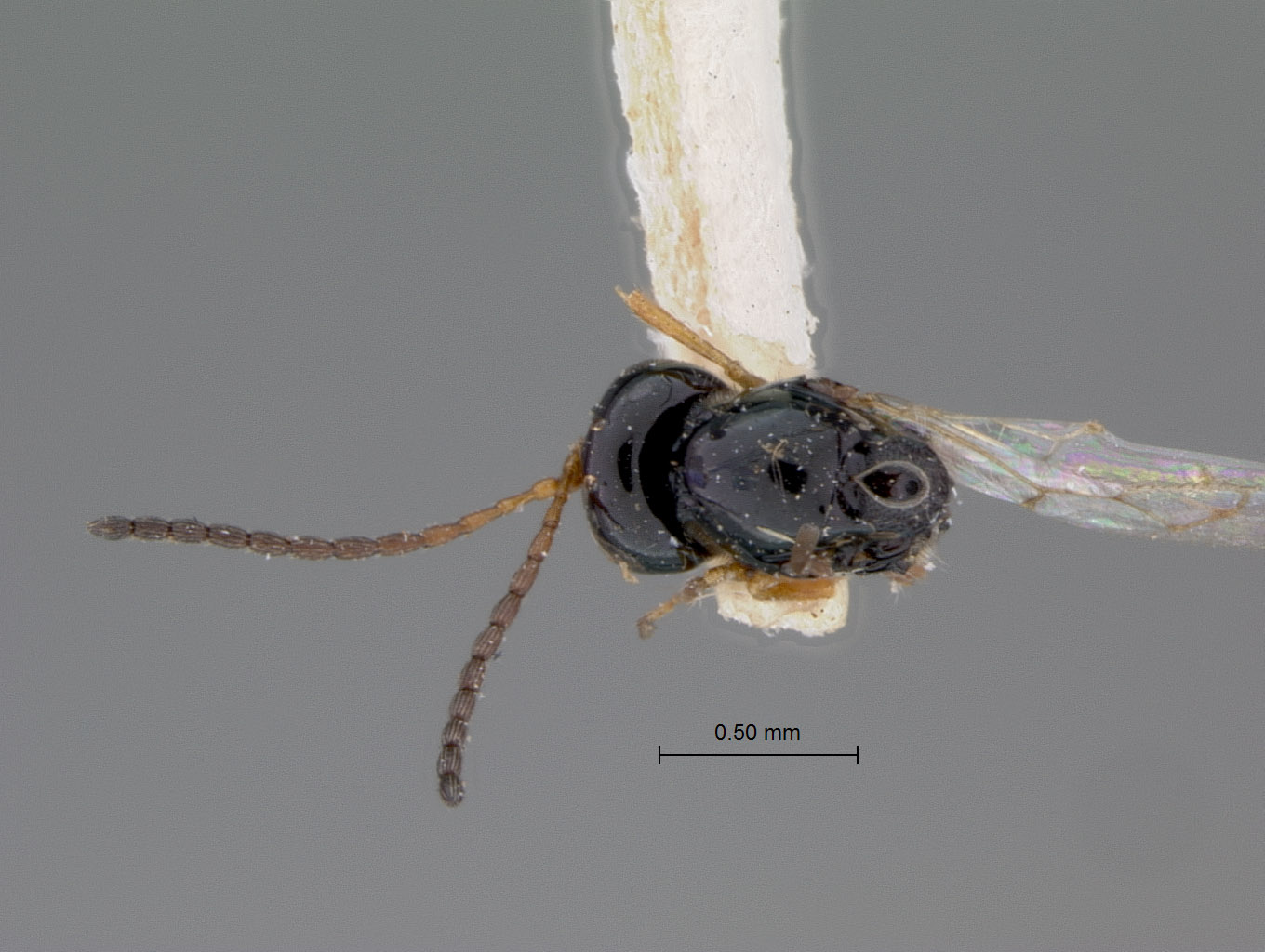 Eucoila sanctimarci image