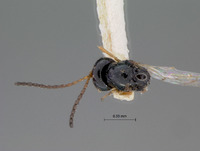 Eucoila sanctimarci image