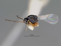 Eucoila sanctimarci image