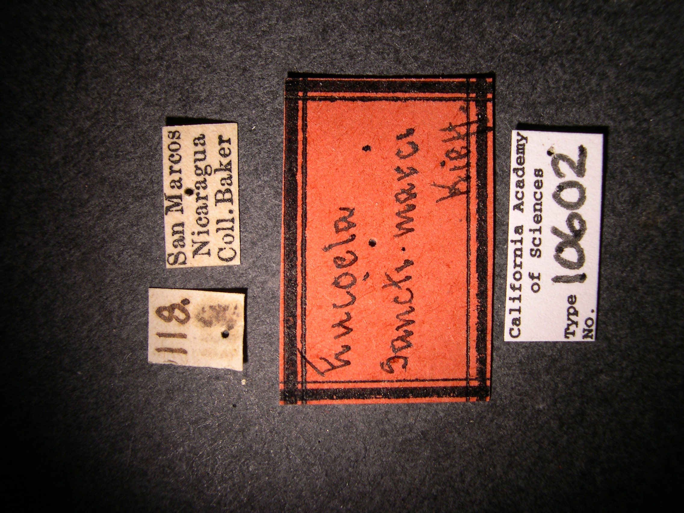 Eucoila sanctimarci image