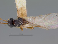 Miteucoela scutellaris image