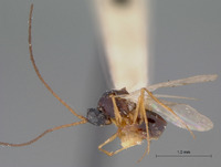 Miteucoela scutellaris image