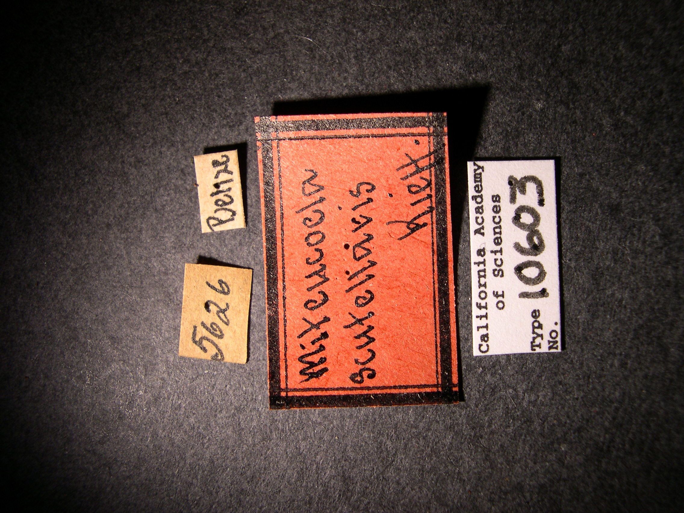 Miteucoela scutellaris image