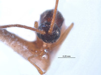 Miteucoela scutellaris image