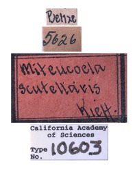 Image of Miteucoela scutellaris