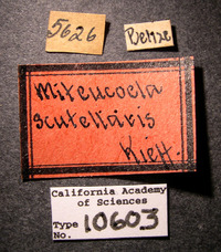 Miteucoela scutellaris image