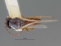 Cothonaspis semirufa image