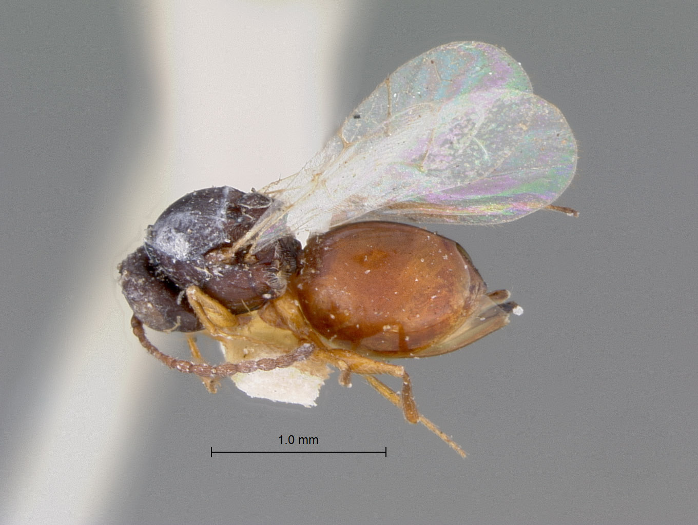 Cothonaspis semirufa image