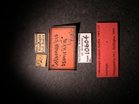 Cothonaspis semirufa image