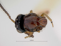 Rhabdeucoela semirufa image