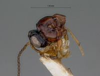 Rhabdeucoela semirufa image