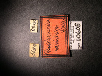 Rhabdeucoela semirufa image