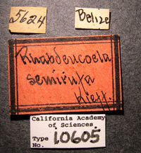 Rhabdeucoela semirufa image