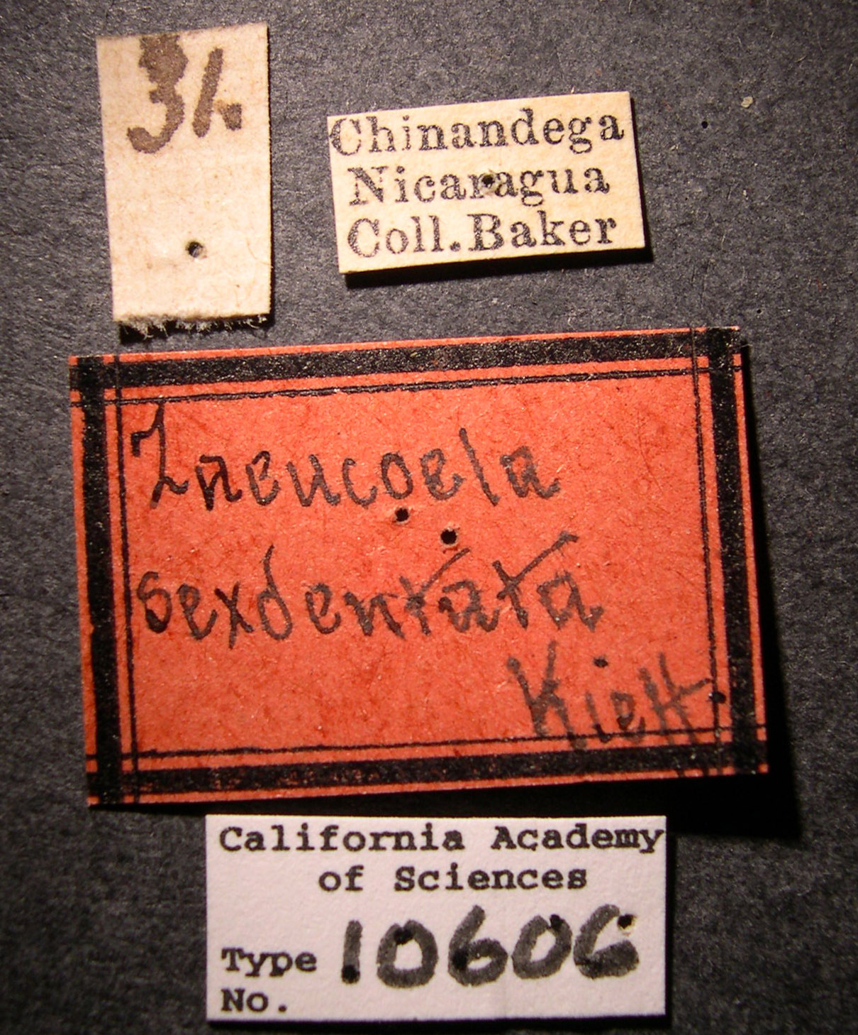 Zaeucoila sexdentata image