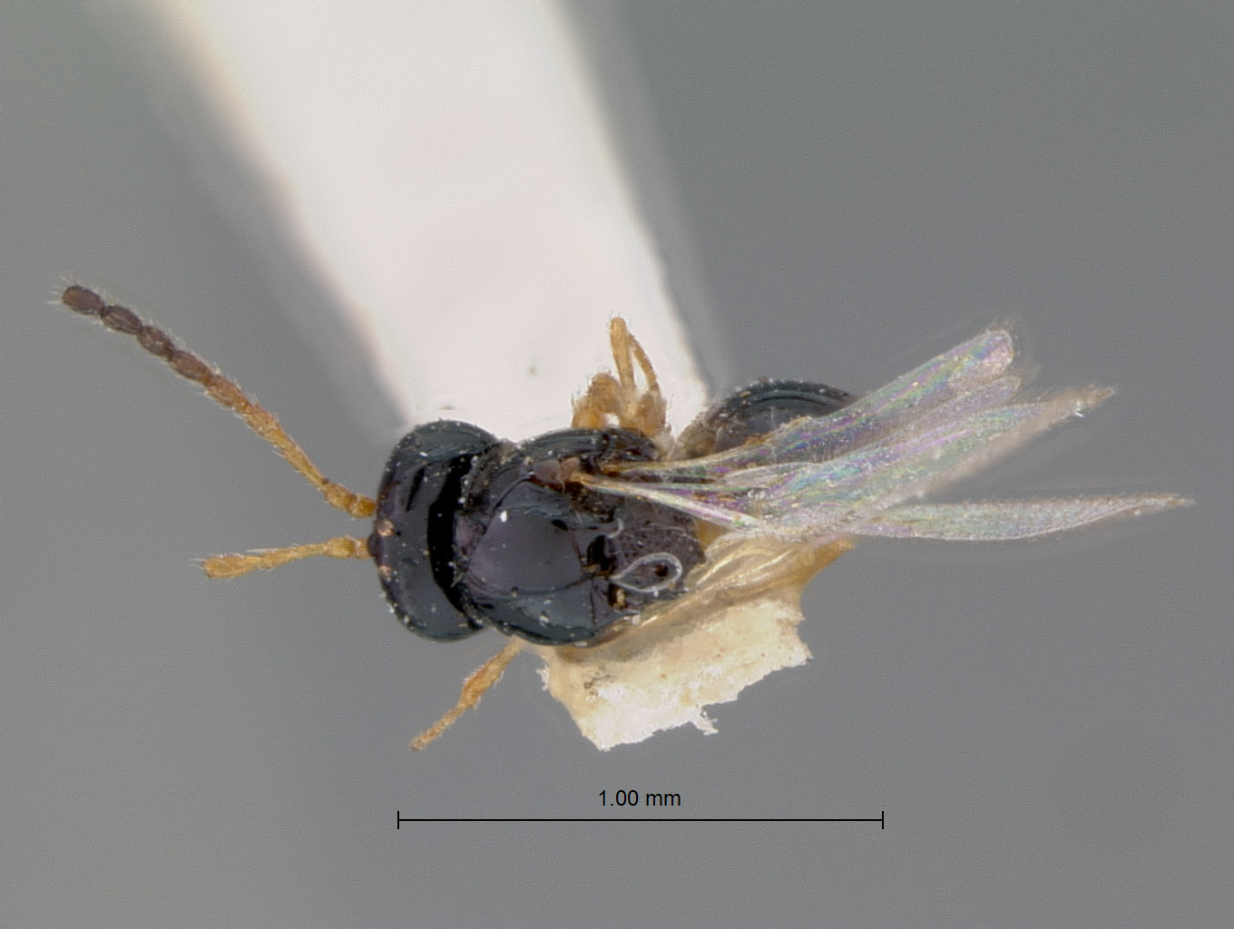 Zaeucoila sexdentata image