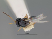 Zaeucoila sexdentata image