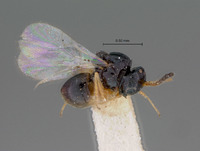 Zaeucoila sexdentata image
