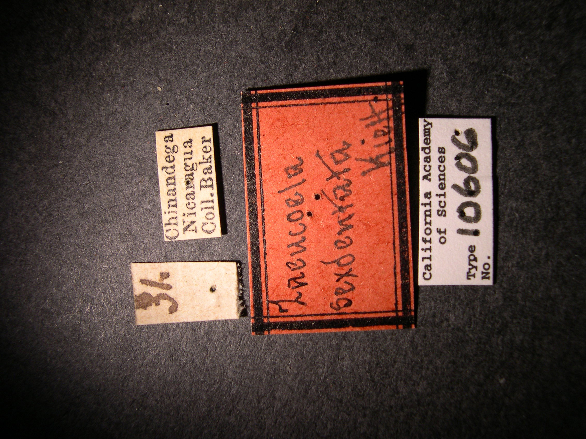 Zaeucoila sexdentata image