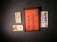 Zaeucoila sexdentata image