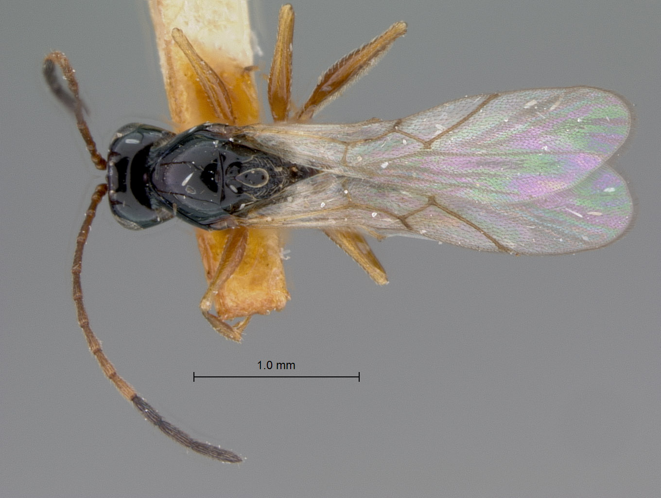 Cothonaspis signaticornis image