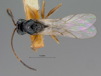 Cothonaspis signaticornis image