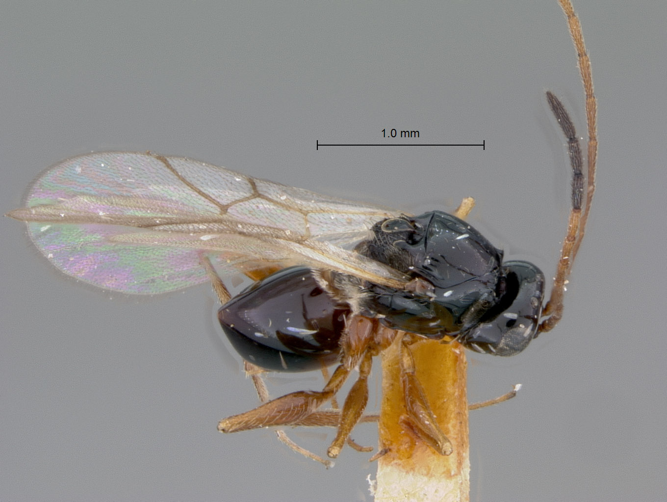 Cothonaspis signaticornis image