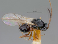Cothonaspis signaticornis image