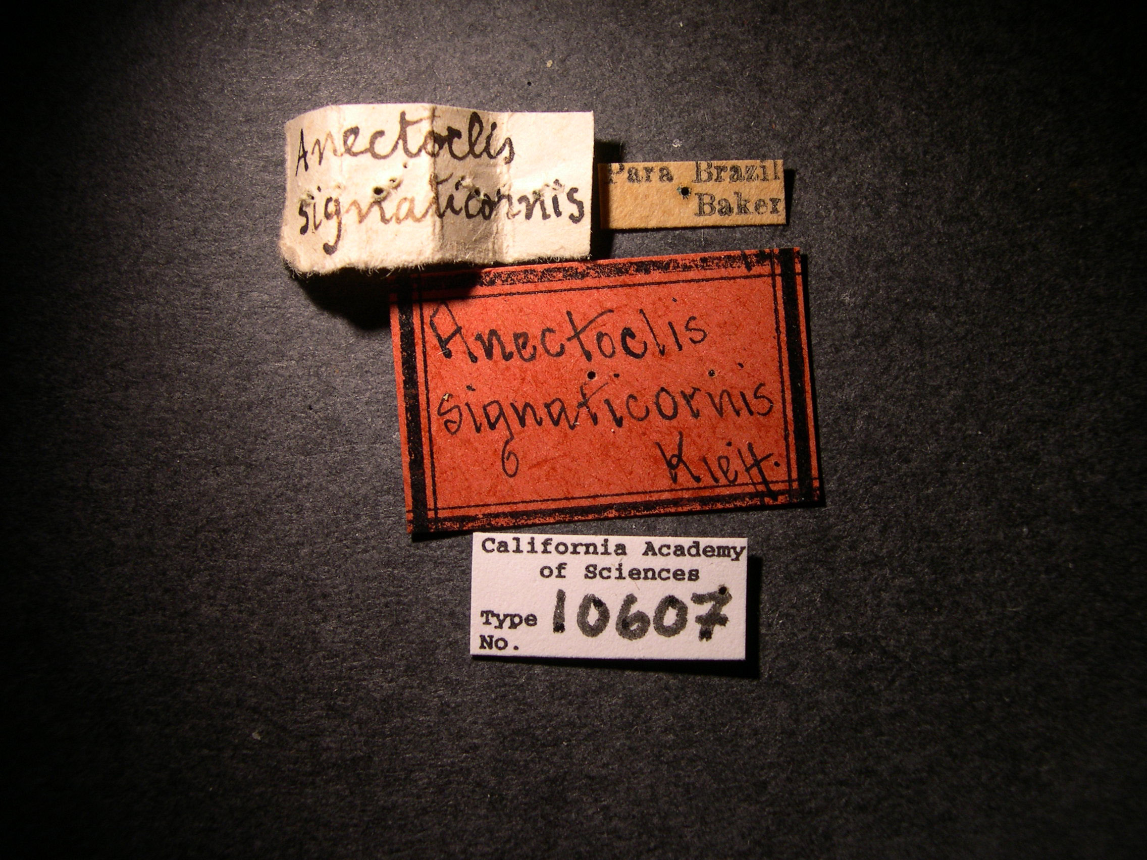 Cothonaspis signaticornis image