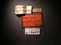 Cothonaspis signaticornis image