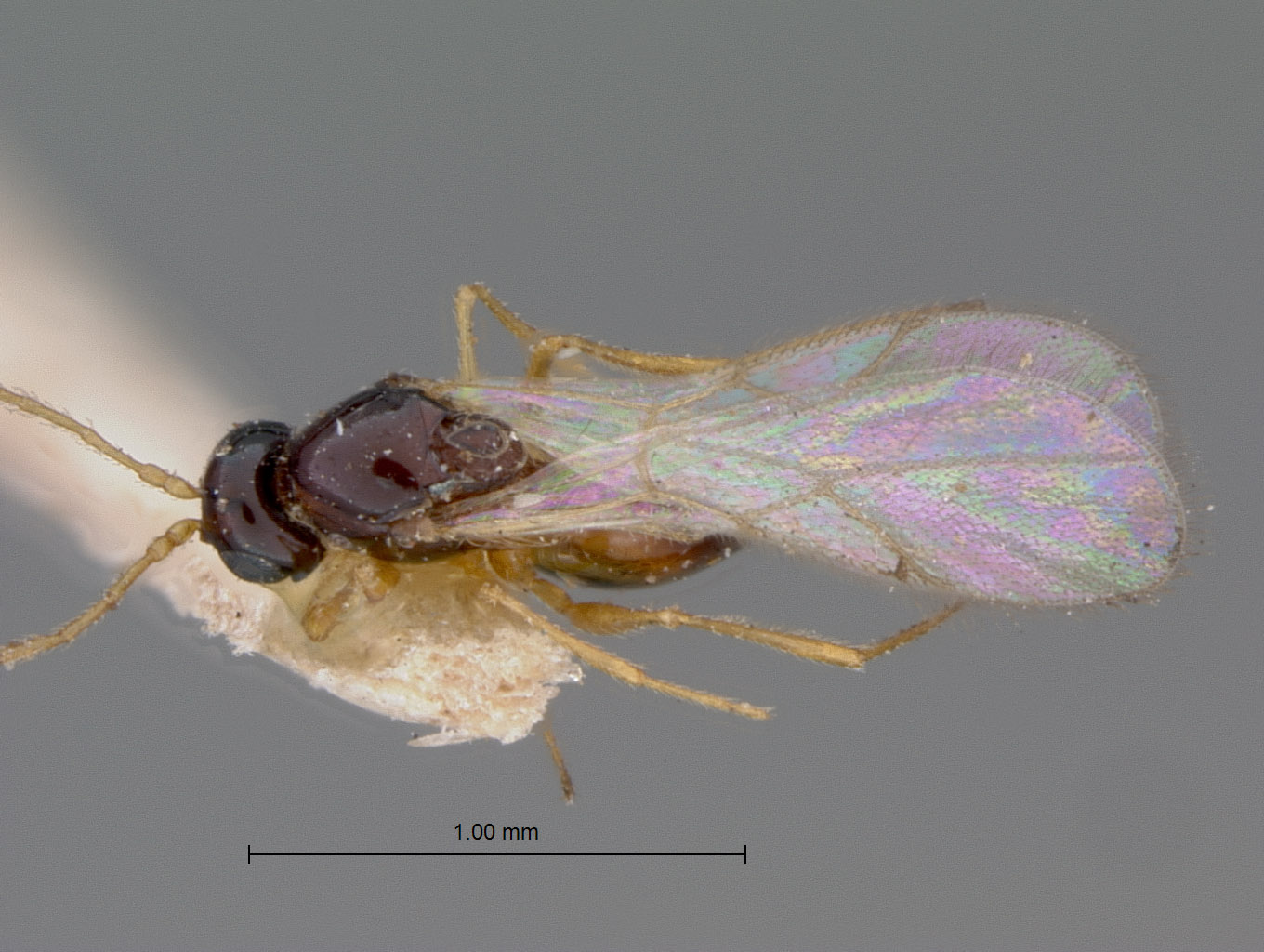 Miteucoela similis image