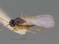 Miteucoela similis image