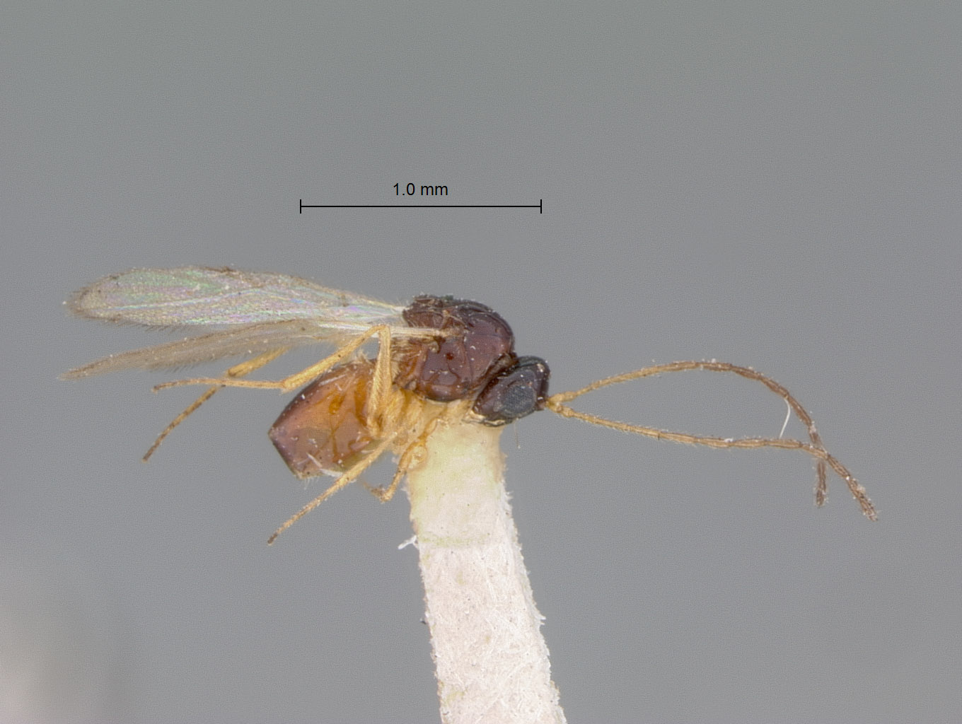 Miteucoela similis image