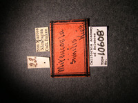 Miteucoela similis image