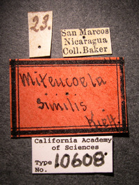 Image of Miteucoela similis