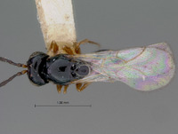 Rhabdeucoela spatulifera image