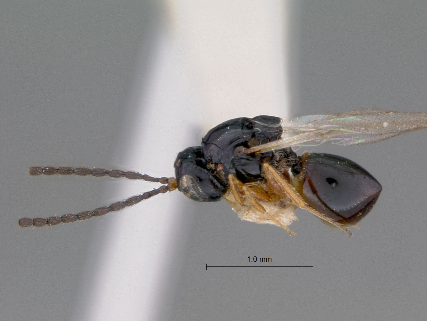 Rhabdeucoela spatulifera image
