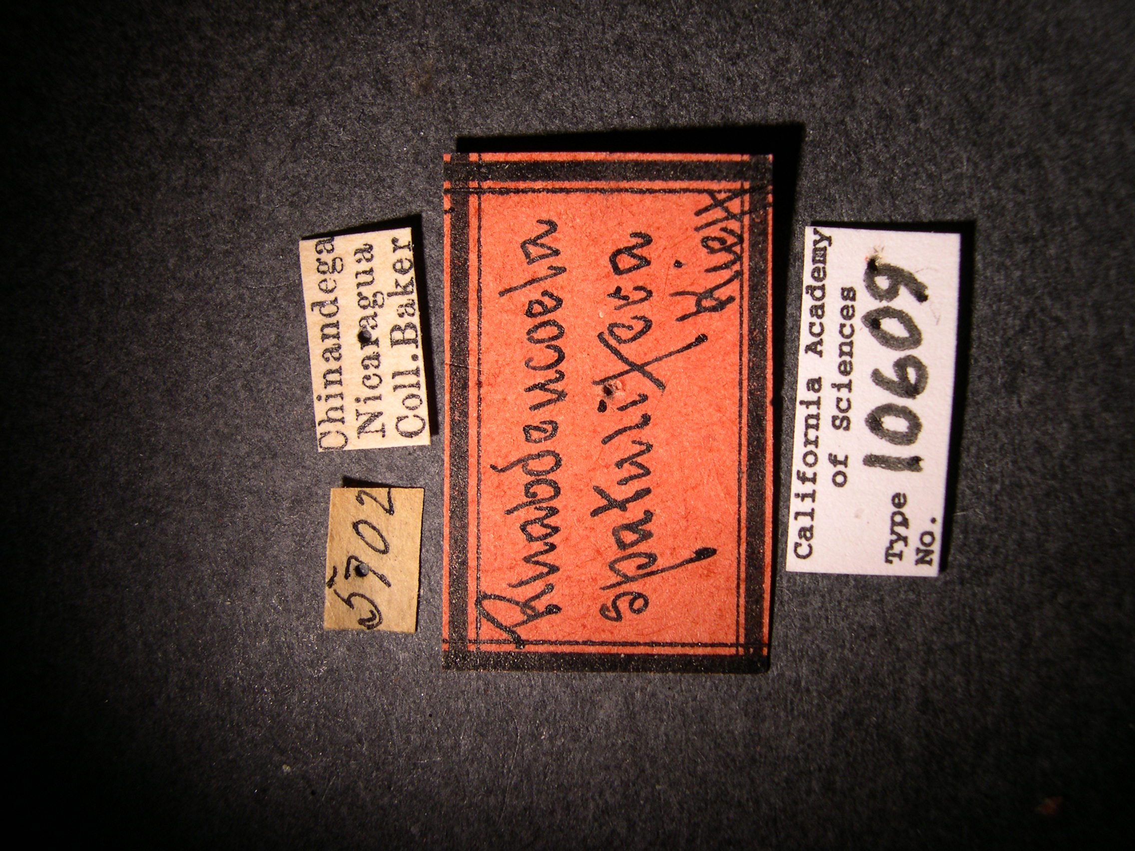 Rhabdeucoela spatulifera image