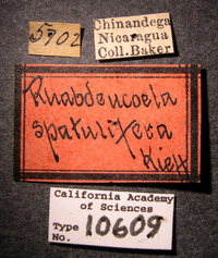 Image of Rhabdeucoela spatulifera