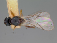 Ganaspis striatifrons image