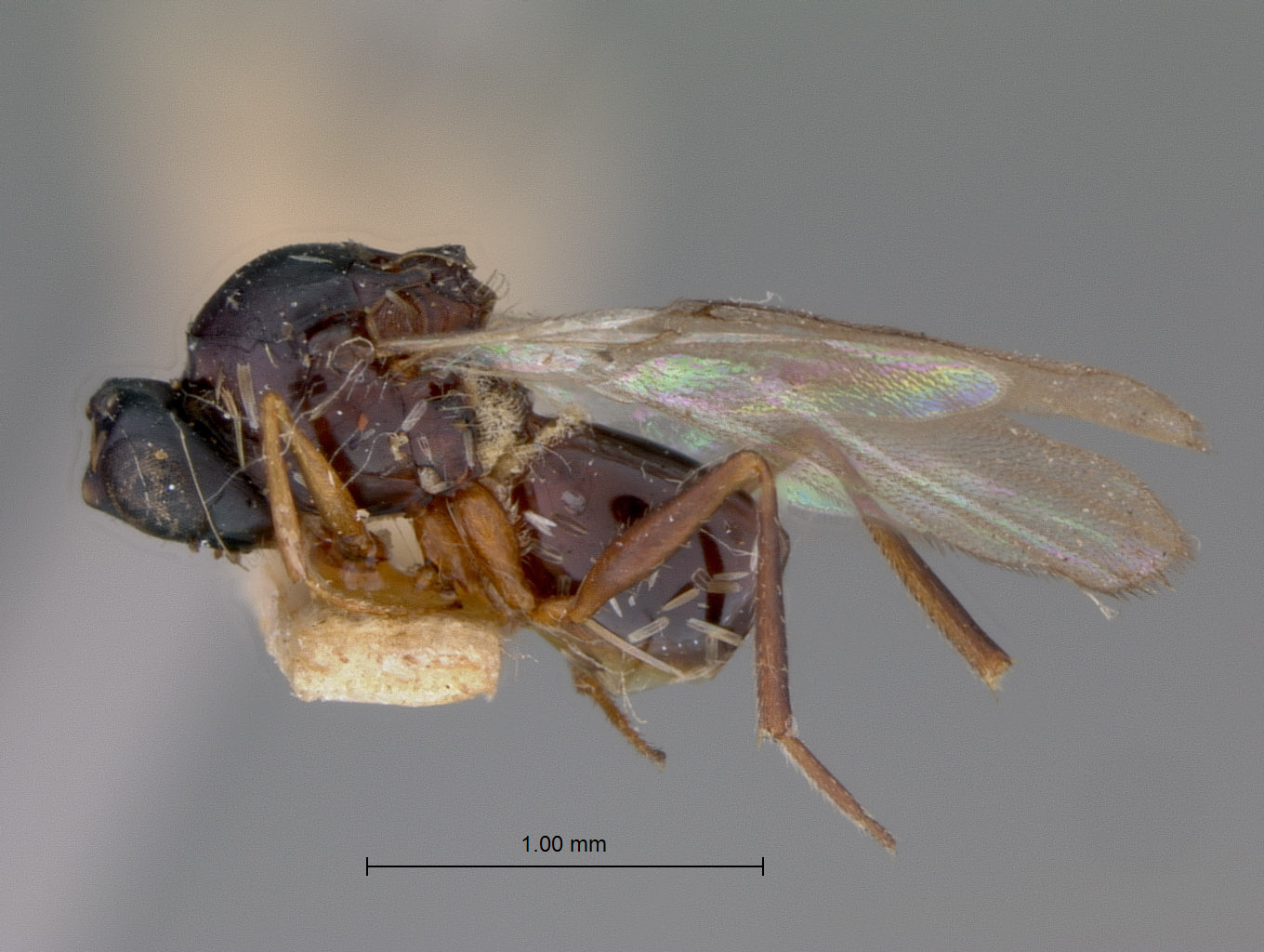 Ganaspis striatifrons image