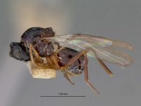 Ganaspis striatifrons image