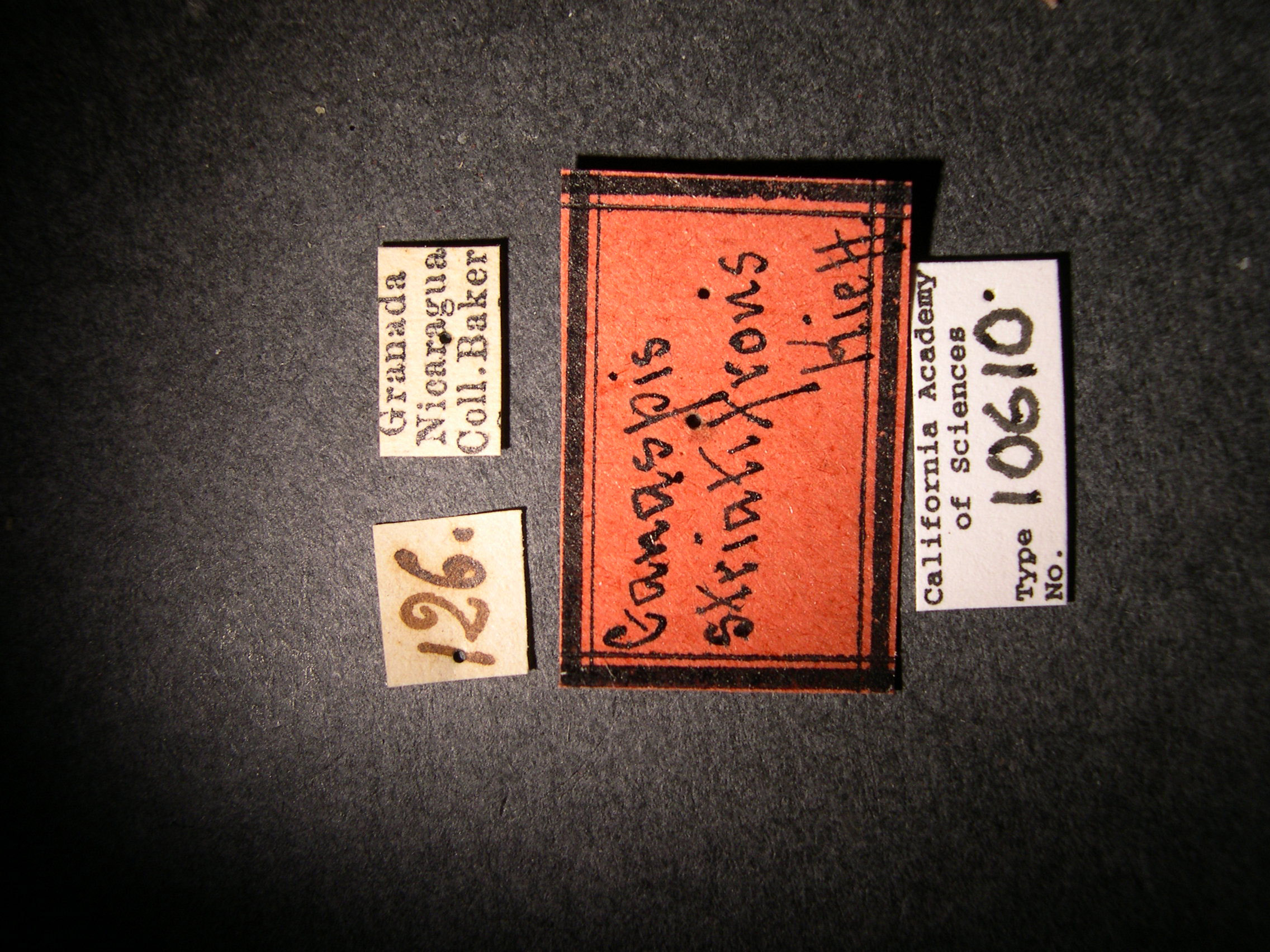 Ganaspis striatifrons image