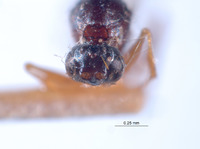 Image of Ganaspis striatifrons