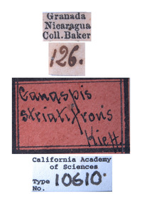 Ganaspis striatifrons image