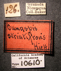 Ganaspis striatifrons image