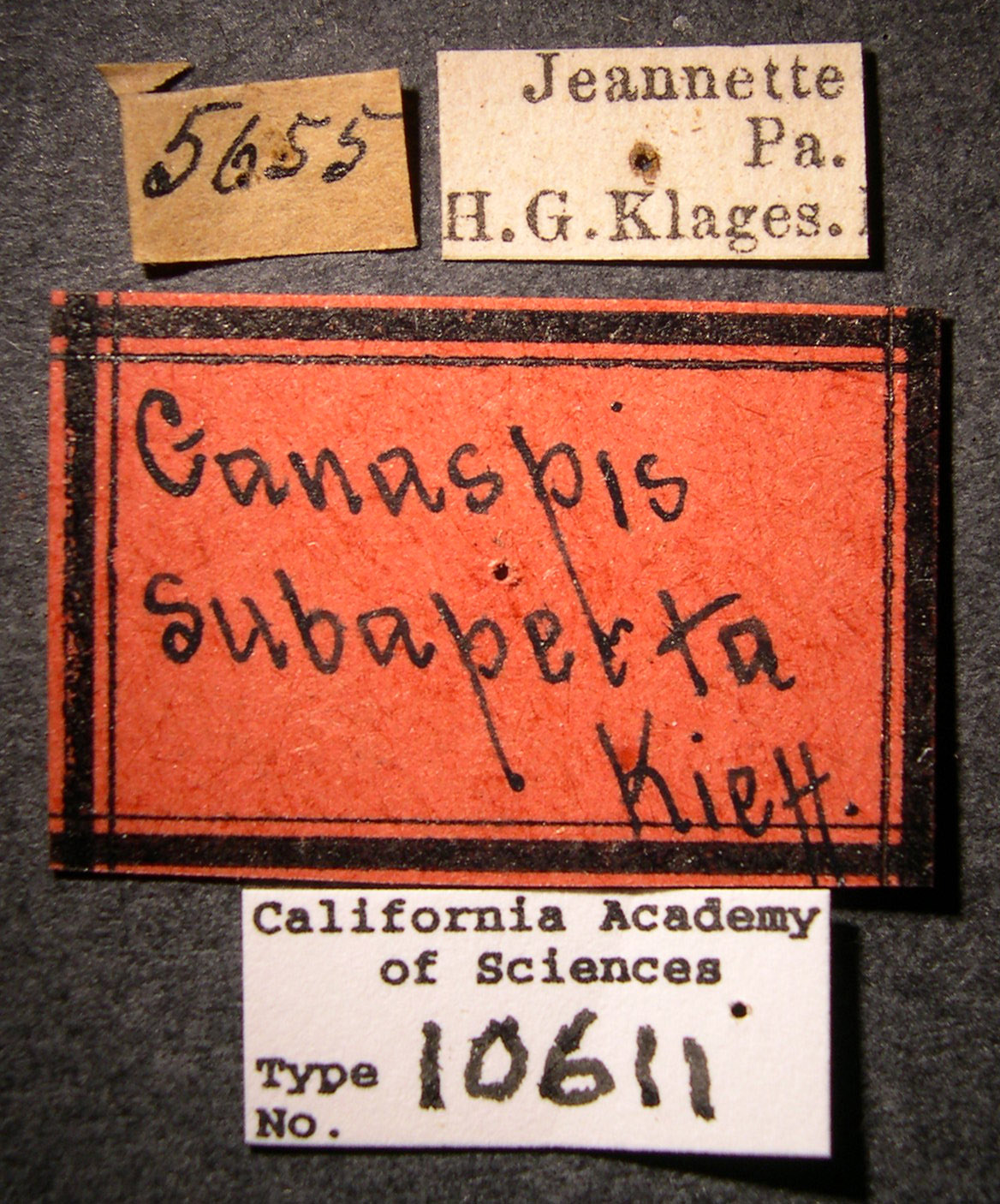 Ganaspis subaperta image