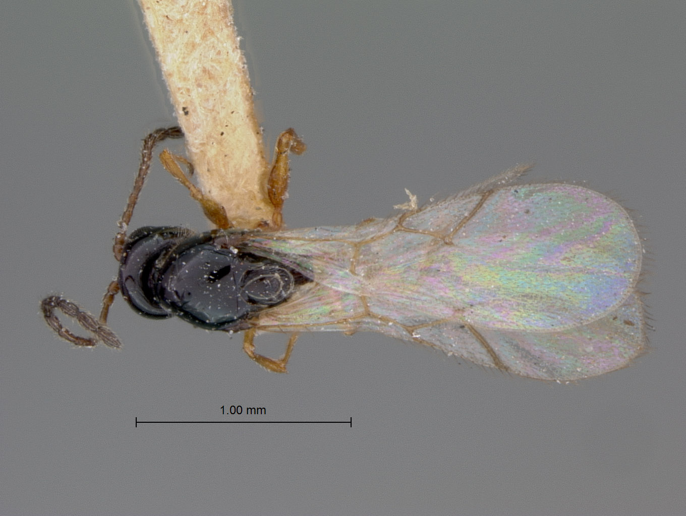 Ganaspis subaperta image