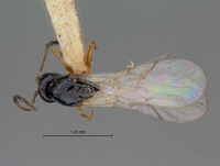 Ganaspis subaperta image