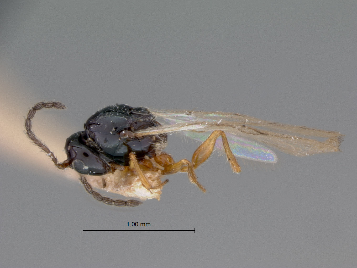 Ganaspis subaperta image